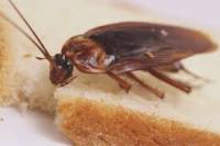 Ученые объяснили «неубиваемость» тараканов